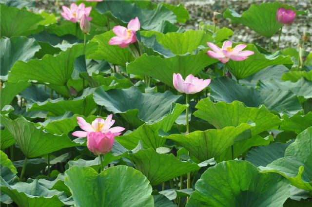 點(diǎn)擊瀏覽下一頁