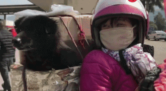 春運(yùn)摩托車大軍中主人給狗狗留個(gè)位置，養(yǎng)十年了，帶它回家過(guò)年