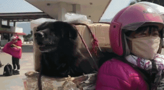 春運(yùn)摩托車大軍中主人給狗狗留個(gè)位置，養(yǎng)十年了，帶它回家過(guò)年