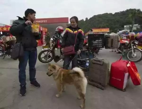 春運(yùn)摩托車大軍中主人給狗狗留個(gè)位置，養(yǎng)十年了，帶它回家過(guò)年
