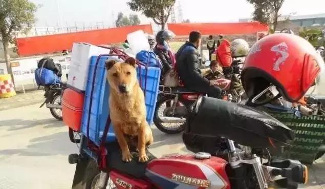 春運(yùn)摩托車大軍中主人給狗狗留個(gè)位置，養(yǎng)十年了，帶它回家過(guò)年