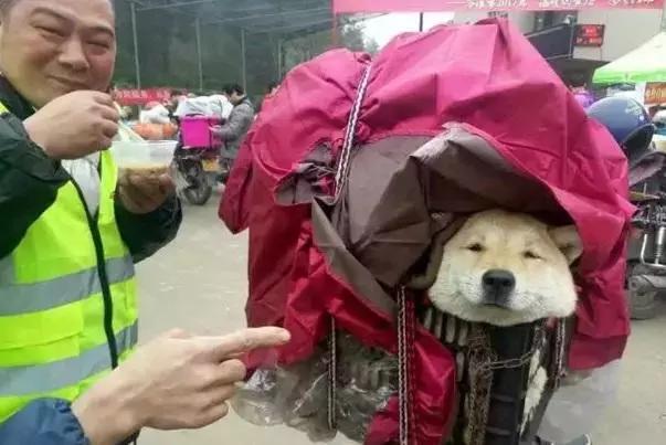 春運(yùn)摩托車大軍中主人給狗狗留個(gè)位置，養(yǎng)十年了，帶它回家過(guò)年